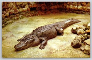 Animals~Huge Florida Alligator~600 lbs~Sarasota Jungle Gardens~Vintage Postcard