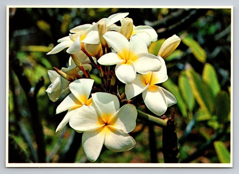 Plumeria Blossoms In Hawaii Vintage Unposted Postcard Popular Lei Flower