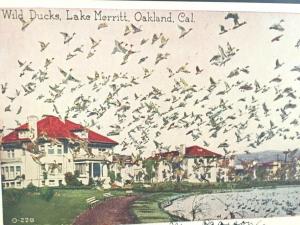 Postcard  Wild Ducks at lake Merrit in Oakland, CA.    T2