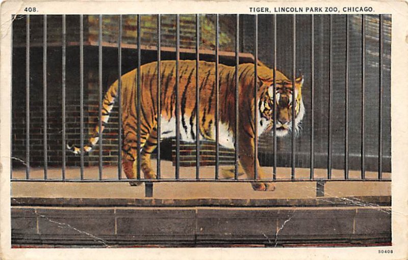 Tiger, Lincoln Park Zoo Smithsonian Institution, USA 1928 