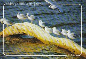 Canada Shoreline with Sea Gulls Perce Quebec