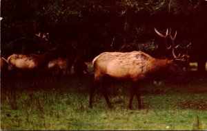 Canada Canadian Western Elk