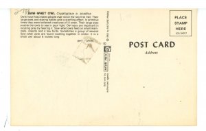 Birds - Saw-Whet Owl