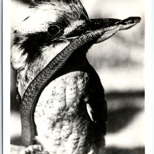 c1940s Kookaburra RPPC Laughing Jackass Bird Eats Snake Real Photo Postcard A92