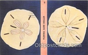 Florida Sand Dollar Florida, USA Seashells 1965 
