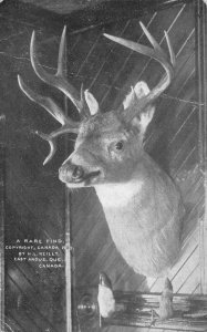 East Angus Quebec Canada Taxidermy Hunting Deer Head Vintage Postcard AA80939