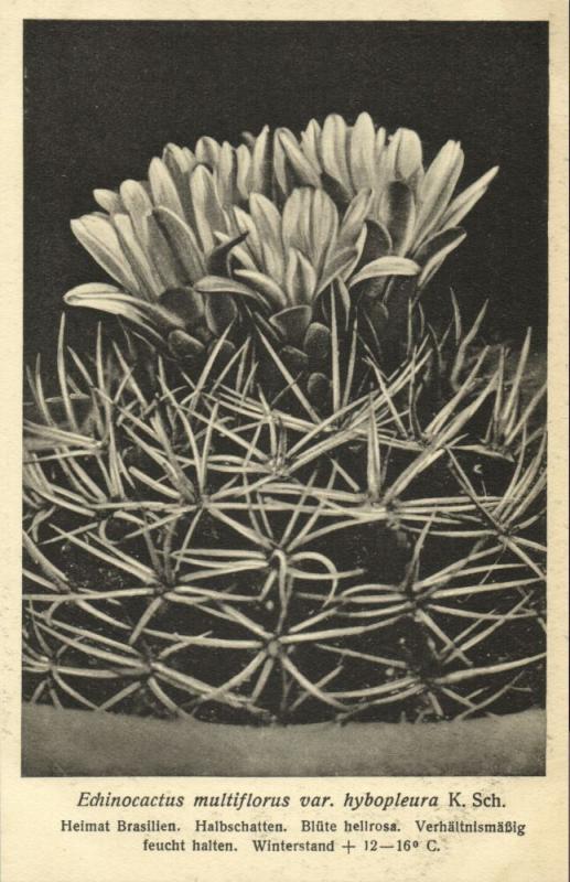 Cactus Cactaceae, Echinocactus Multiflorus Hybopleura 1920s Otto Stoye Postcard