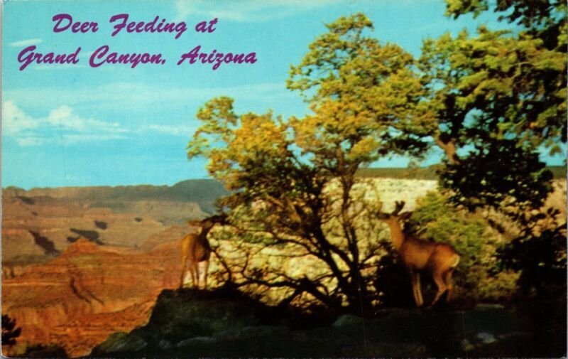 Deer Feeding Grand Canyon Arizona AZ Postcard VTG UNP Petley Vintage Unused