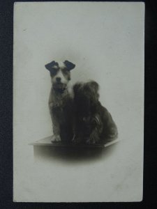 Portrait 2 x TERRIER Dog Breed c1920s RP Postcard by B&W Studios