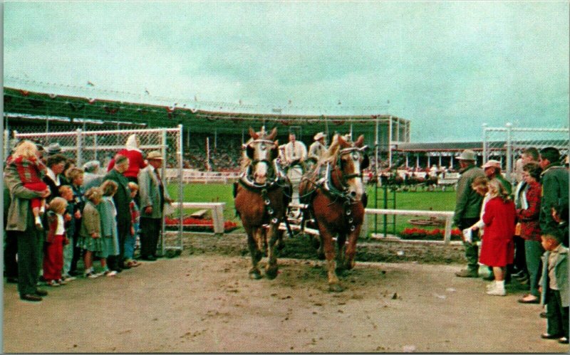 Draft Horse Teams Western Washington State Fair Puyallup UNP Vtg Chrome Postcard