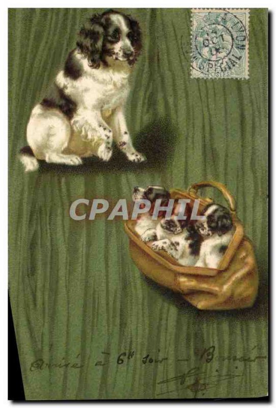 Postcard Old Dog Dogs Puppy