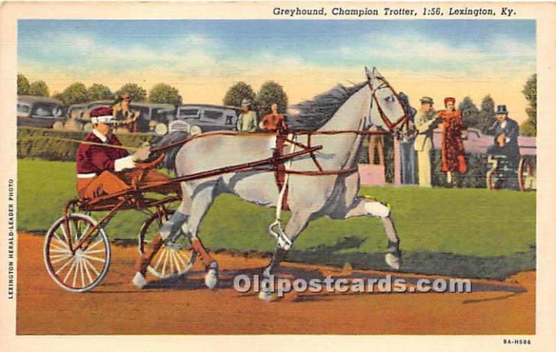 Greyhound, Champion Trotter Lexington, KY , USA Horse Racing Unused 