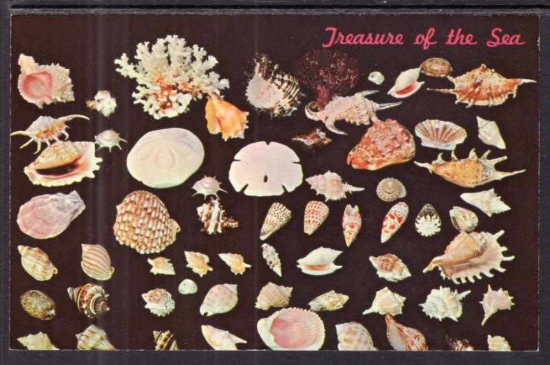 Seashells