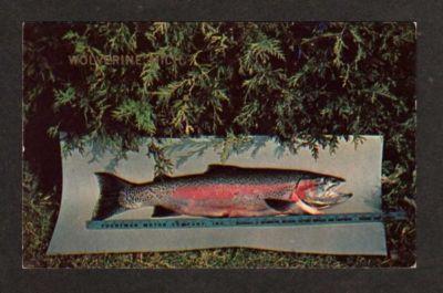 MI View Rainbow Trout WOLVERINE MICHIGAN Postcard Fish