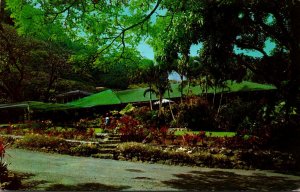 Hawaii Manoa Valley Waioli Tea Room 1974