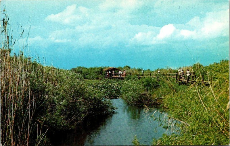 Postcard Marsh Scene Boardwalk Everglades National Park Florida Unposted 1503