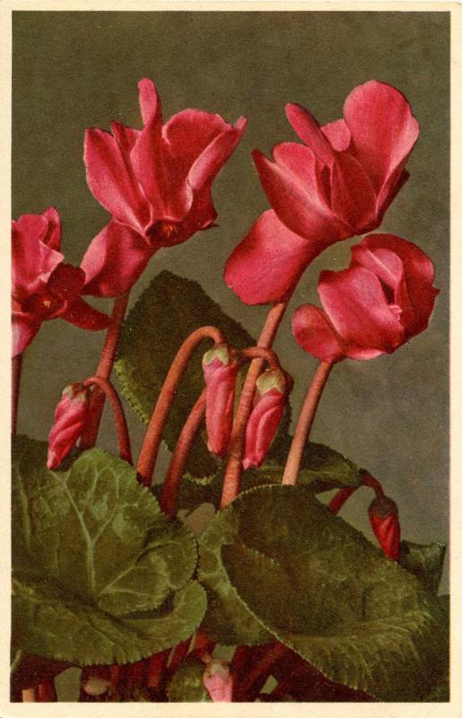 Flowers -   Cyclamen                            (Thor & Gyger #1685)