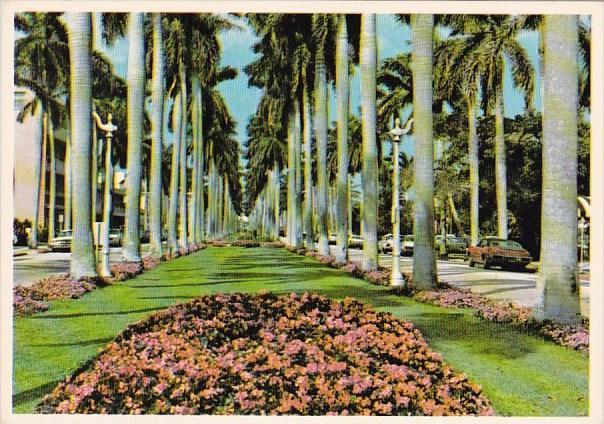 Florida Palm Beach Stately Royal Palms Line A Broad Avenue In Palm Beach