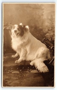 c1910 HAPPY DOG  CARLIN-LETRICH STUDIOS ATLANTIC CITY NJ  RPPC POSTCARD P3891