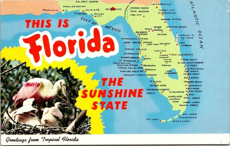 Florida Sunshine State Greetings Tropical Fl Rainbow Springs Lake City Postcard 