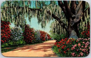 1954 FL-Florida, Bougainvillea and Azaleas, Flowering Trees Along Road, Postcard