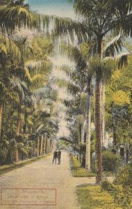 Palm Tree Alley, Furnas, Island of St Michaels - Portugal Azores - DB