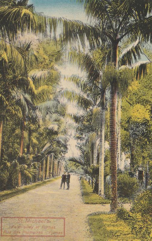 Palm Tree Alley, Furnas, Island of St Michaels - Portugal Azores - DB