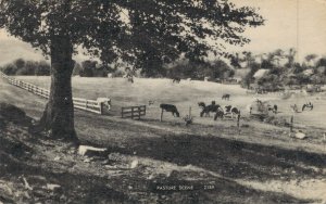 USA Pasture Scene Massachusetts Cows Vintage Postcard 04.65