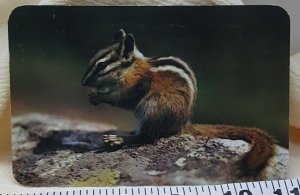 Mountain Chipmunk Vintage Postcard