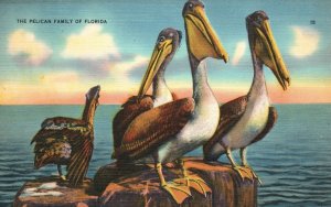 Vintage Postcard The Pelican Family Wise Bird Bill Van Hold More Than His Belly