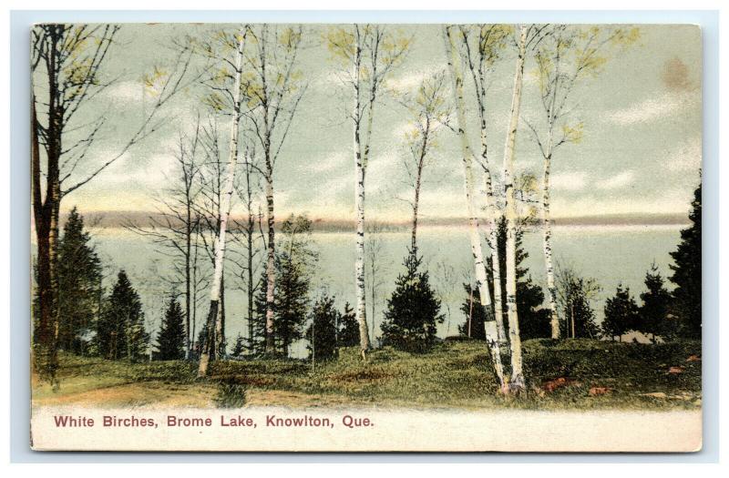 Postcard White Birches, Brome Lake, Knowlton, Quebec, Canada C14