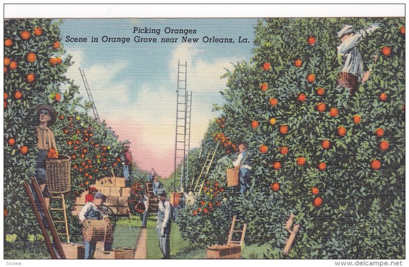 Picking Oranges scene in Orange Grove near  New Orleans,  Louisiana, 30-40s