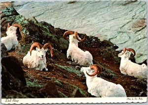 Postcard Five Dall sheep resting leader on alert in Alaska