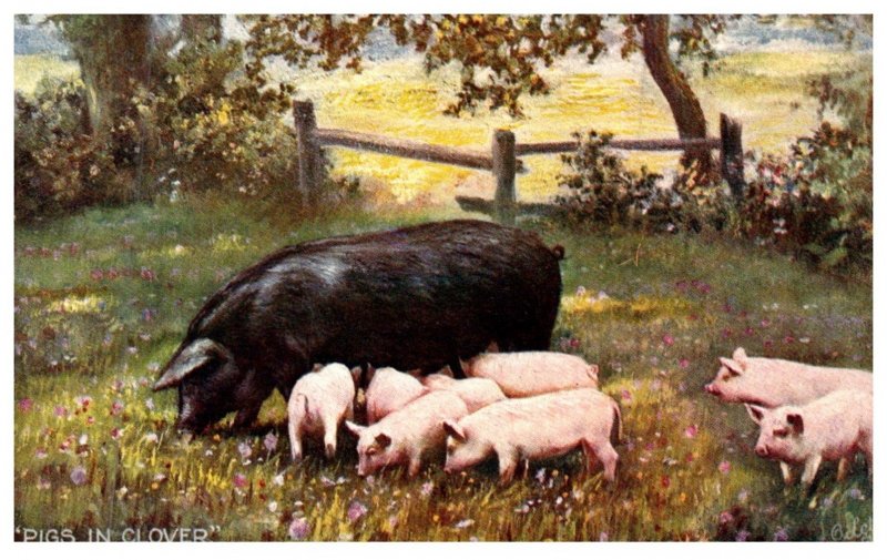 Pig, piglets , in Clover