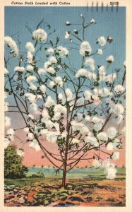 Vintage Postcard 1943 Cotton Stalk Loaded C. T. Cotton Picking Scenes