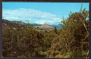 Apple Orchards Near Wenatchee,WA BIN