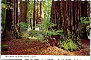 Postcard - Sentinels of Richardson Grove - California