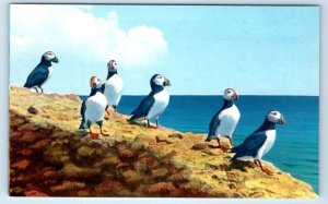 PERCE Puffins Bonaventure P.Q. CANADA Postcard