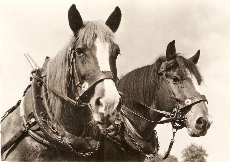 Draught Horses Nice Swiss Postard1950/60. Continental size