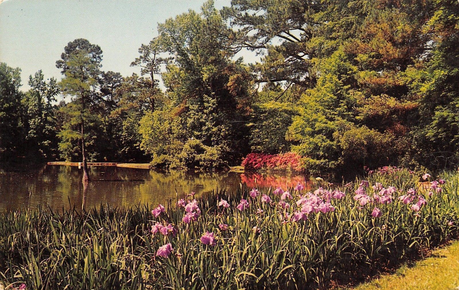 Sumter South Carolina Swan Lake Iris Gardens 1960 Postcard