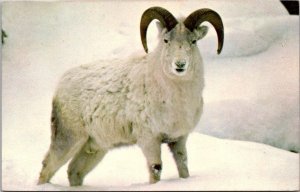 Dall Sheep Brookfield Zoo Illinois