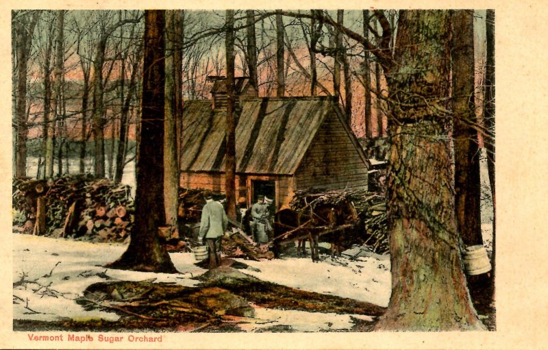 VT - Maple Sugaring. Scene in the Orchard