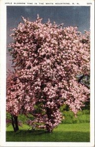 Apple Blossom Time White Mountains New Hampshire NH Postcard VTG UNP Vintage  