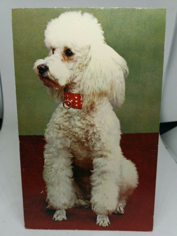 Vintage Postcard White Poodle Dog Posted 1971