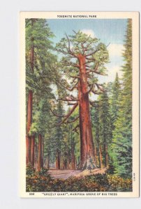 VINTAGE POSTCARD NATIONAL STATE PARK YOSEMITE GRIZZLY GIANT MARIPOSA GROVE