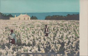 Postcard Garden Easter Lillies Bermuda