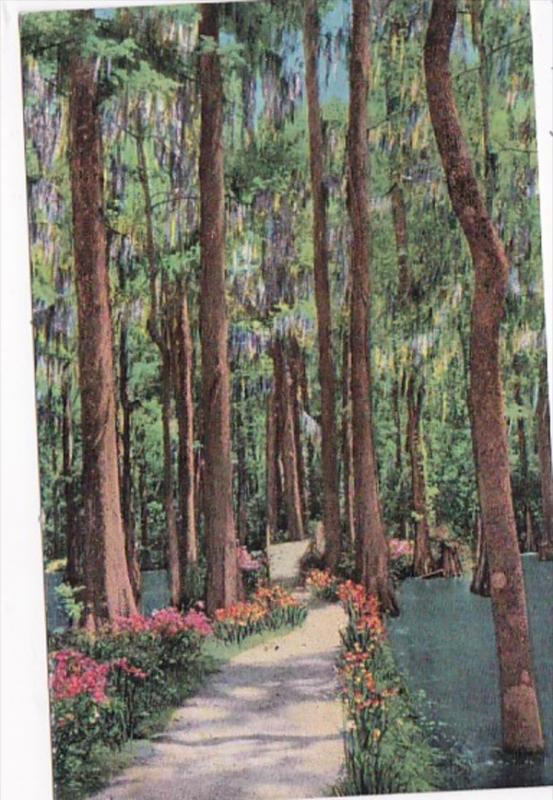 South Carolina Charleston Cypress Trees In Cypress Gardens