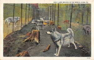 Kane Pennsylvania Lobo Wolves Vintage Postcard AA55727 