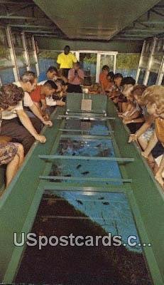 Glass Bottom Boats - Silver Springs, Florida FL