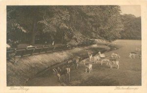 The Hague, Netherlands Hertenkamp Deer Park Sepia  Postcard Unused